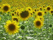 _images/sunflower_thumb.jpg