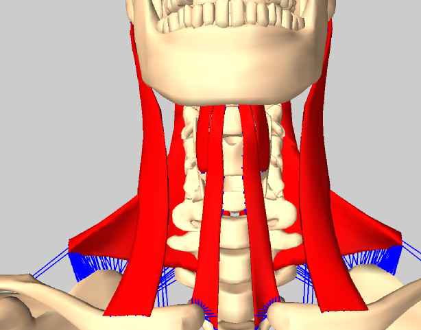neck diagrams software